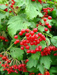 South-central Pennsylvania Native Plants | Garden Housecalls