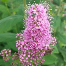 Attēlu rezultāti vaicājumam “Spiraea salicifolia”