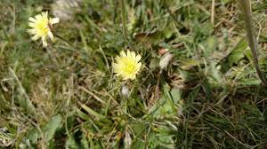 Attēlu rezultāti vaicājumam “Pilosella officinarum bud”