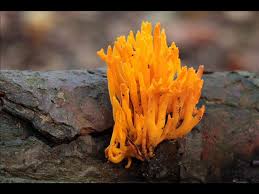 Attēlu rezultāti vaicājumam “Calocera pallidospathulata”