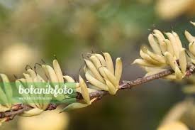 Attēlu rezultāti vaicājumam “Cercidiphyllum japonicum flower”