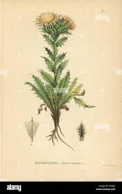 Attēlu rezultāti vaicājumam “Carlina vulgaris”