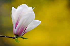 Attēlu rezultāti vaicājumam “Magnolia cylindrica flower”
