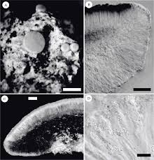 Attēlu rezultāti vaicājumam “Bacidia subincompta”