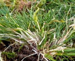Attēlu rezultāti vaicājumam “Festuca ovina flower”