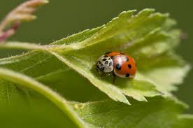 Attēlu rezultāti vaicājumam “Adalia decempunctata”