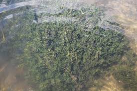 Attēlu rezultāti vaicājumam “Najas major”