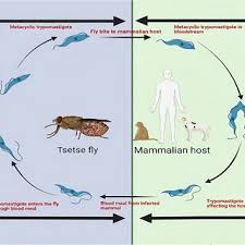 Attēlu rezultāti vaicājumam “Leucochloridium paradoxum larva”