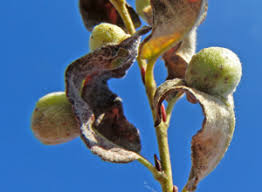 Attēlu rezultāti vaicājumam “Euura brevicornis”