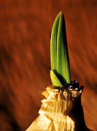 Attēlu rezultāti vaicājumam “Allium sativum bud”