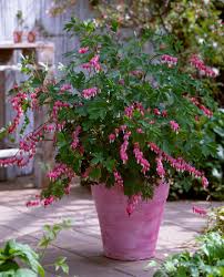 Image result for tränendes Herz