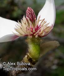 Attēlu rezultāti vaicājumam “Magnolia cylindrica”