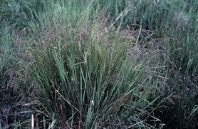 Attēlu rezultāti vaicājumam “Glyceria striata leaf”