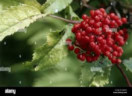 Attēlu rezultāti vaicājumam “Sambucus racemosa fruit”