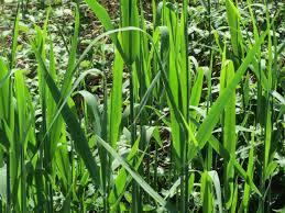 Attēlu rezultāti vaicājumam “Phragmites communis fruit”