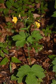 Attēlu rezultāti vaicājumam “Ranunculus lanuginosus”