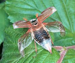 Attēlu rezultāti vaicājumam “Melolontha melolontha”