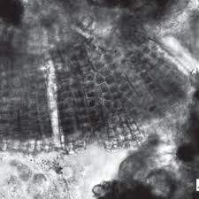 Attēlu rezultāti vaicājumam “Hildenbrandia rivularis”