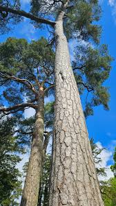 Attēlu rezultāti vaicājumam “Pinus sylvestris”