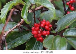 Attēlu rezultāti vaicājumam “Lonicera ferdinandii”