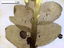 Attēlu rezultāti vaicājumam “Lophocolea minor”