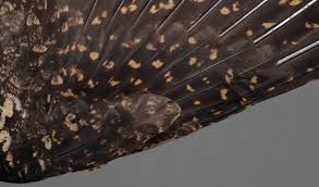 Attēlu rezultāti vaicājumam “Caprimulgus europaeus juvenile”