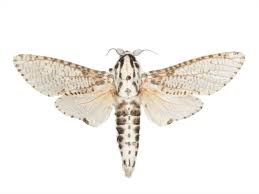 Attēlu rezultāti vaicājumam “Cossidae”