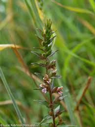 Attēlu rezultāti vaicājumam “Odontites vulgaris flower”