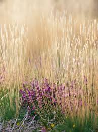 Attēlu rezultāti vaicājumam “Molinia caerulea flower”