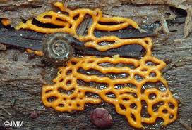 Attēlu rezultāti vaicājumam “Hemitrichia serpula”