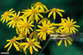 Attēlu rezultāti vaicājumam “Jacobaea vulgaris flower”