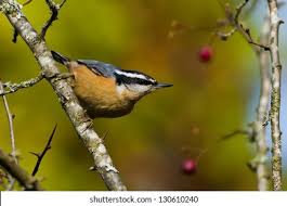 Image result for Sitta canadensis