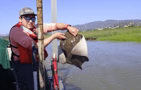 Image result for Parophrys vetulus