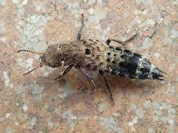 Attēlu rezultāti vaicājumam “Ontholestes murinus”