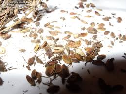 Attēlu rezultāti vaicājumam “Peucedanum palustre fruit”