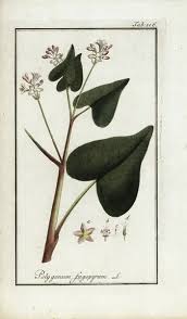 Attēlu rezultāti vaicājumam “Fagopyrum esculentum”