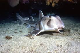 Image result for Heterodontus portusjacksoni