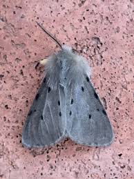 Attēlu rezultāti vaicājumam “Diaphora mendica female”