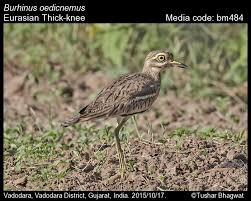 Image result for Burhinus oedicnemus