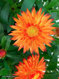 Image result for Strohblume