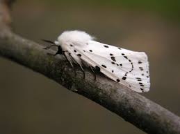Attēlu rezultāti vaicājumam “Spilosoma lubricipeda”