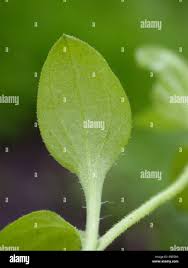 Attēlu rezultāti vaicājumam “Moehringia trinervia”