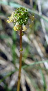 Attēlu rezultāti vaicājumam “Poterium sanguisorba flower”