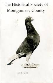 Image result for Abbeyton & Broomfield Racing Pigeons
