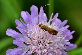 Attēlu rezultāti vaicājumam “Nemophora metallica”