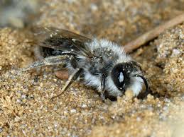 Attēlu rezultāti vaicājumam “Andrena vaga”