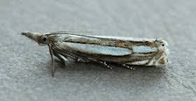 Attēlu rezultāti vaicājumam “Crambus silvella”