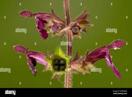 Attēlu rezultāti vaicājumam “Stachys sylvatica bud”