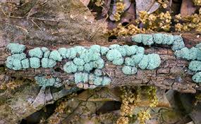 Attēlu rezultāti vaicājumam “Xylobolus frustulatus”