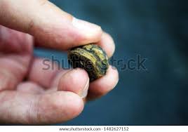 Attēlu rezultāti vaicājumam “Endoceras”